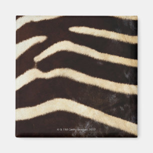 Imã Couro cru da zebra