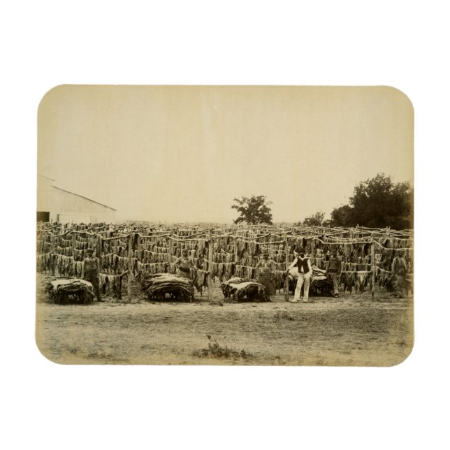 Ímã Couro de secagem, Argentina (impressão de albumina (Horizontal)