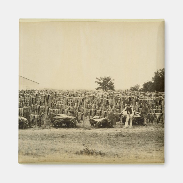 Imã Couro de secagem, Argentina (impressão de albumina (Frente)