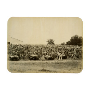 Ímã Couro de secagem, Argentina (impressão do albume