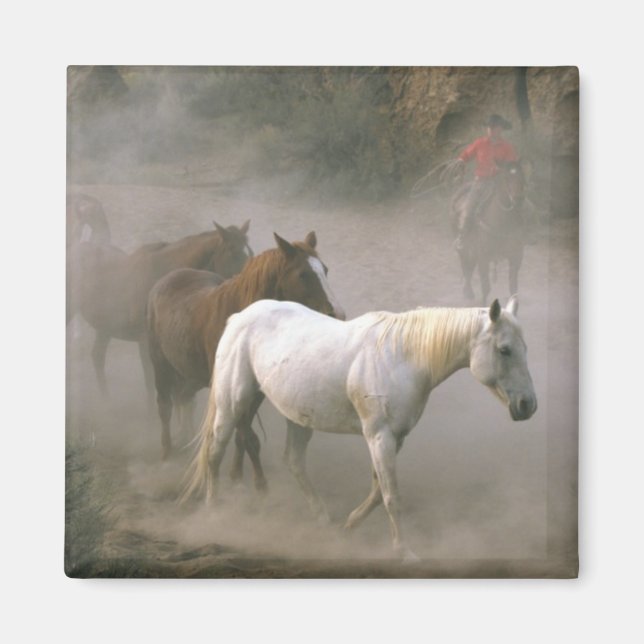 Imã Cowboy Herding (Frente)