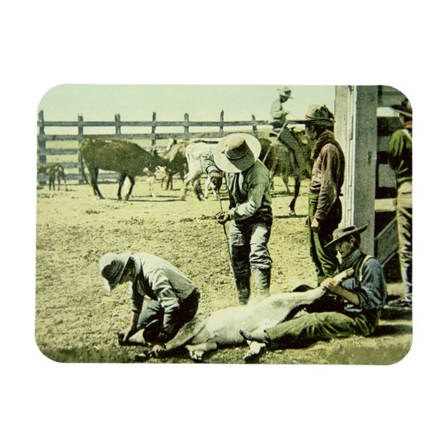 Ímã Cowboys americanos branding um vitelo, c.1900 (fot (Horizontal)