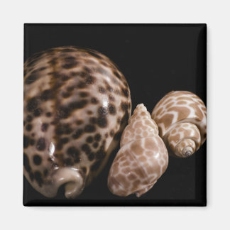 Imã Cowrie Cones Magnet