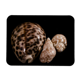 Ímã Cowrie Cones Vinyl Magnet