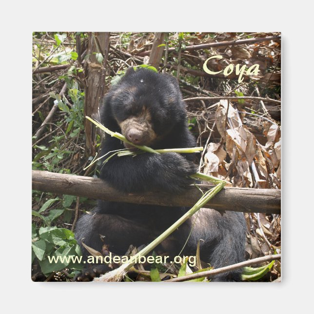 Imã Coya Magnet (Frente)