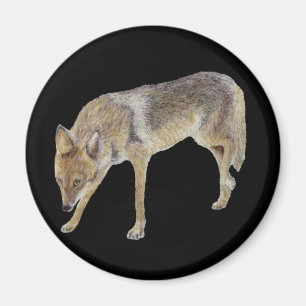 Imã Coyote