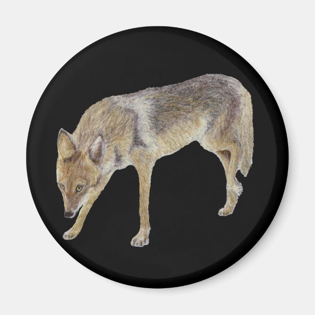 Imã Coyote (Frente)
