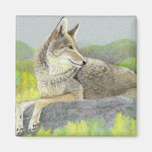 Imã Coyote Magnet (Frente)
