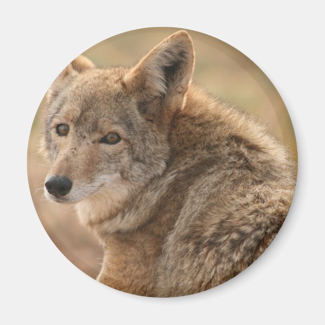 Imã Coyote Magnet (Frente)