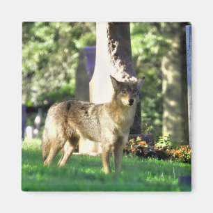 Imã Coyote no cemitério