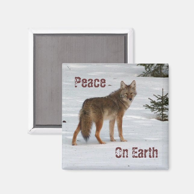 Imã Coyote no Magnet da Neve (Front/Back)