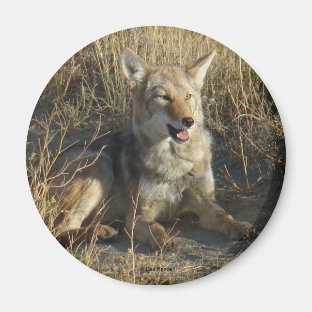 Imã Coyote R18 Deitado (Frente)