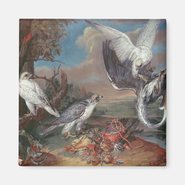 Imã Cr. Falcões da Gronelândia (Frente)