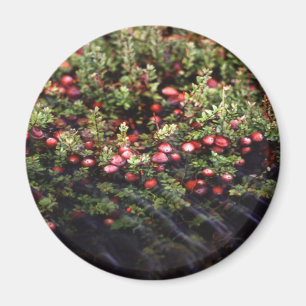 Imã Cranberry Bog