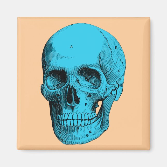 Imã Crânio da Anatomia Humana (Frente)