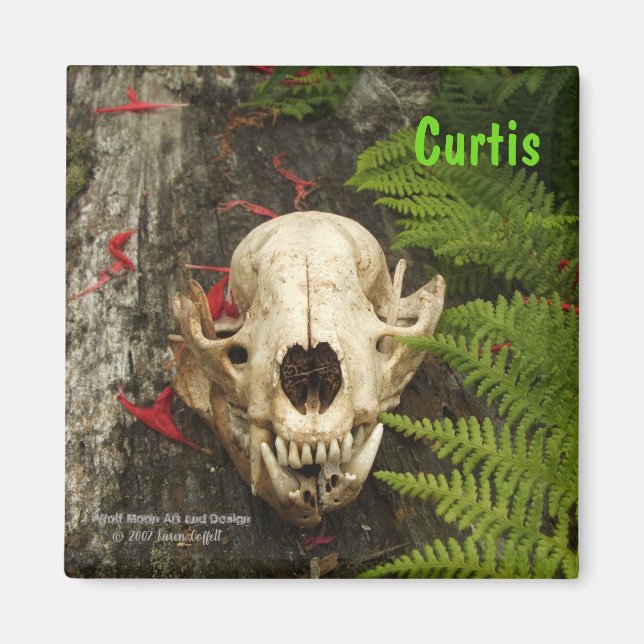 Imã Crânio de Raccoon com samambaias e Monarda vermelh (Frente)