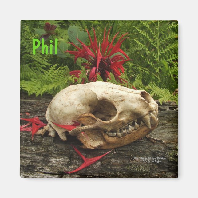 Imã Crânio de Raccoon com samambaias e Monarda vermelh (Frente)