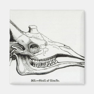 Imã Crânio de uma Girafa