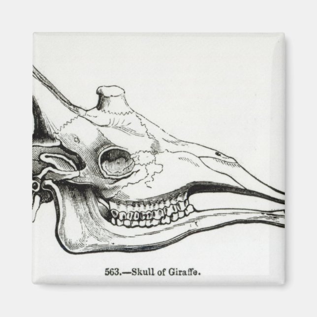 Imã Crânio de uma Girafa (Frente)