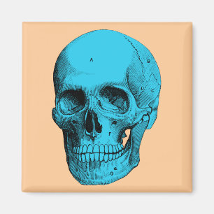 Imã Crânio humano da anatomia
