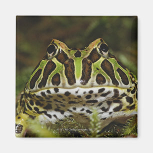 Imã Cranwelli de Ceratophrys