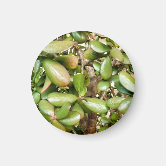 Imã Crassula ovata (Frente)