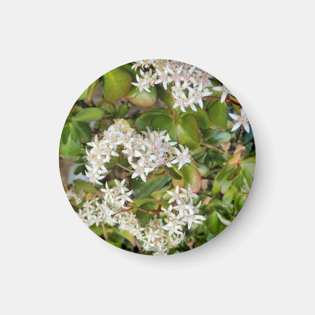 Imã Crassula ovata (Frente)