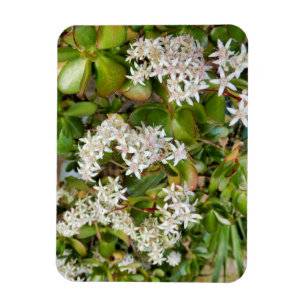 Ímã Crassula ovata