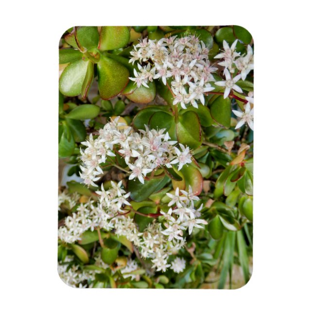Ímã Crassula ovata (Vertical)