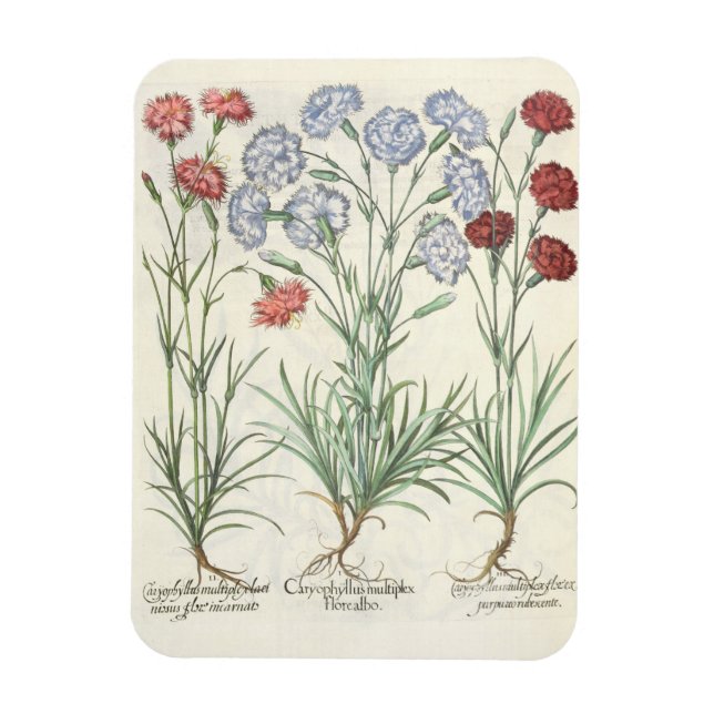 Ímã Cravos: 1.Caryophyllus multiplex flore albo; 2 (Vertical)