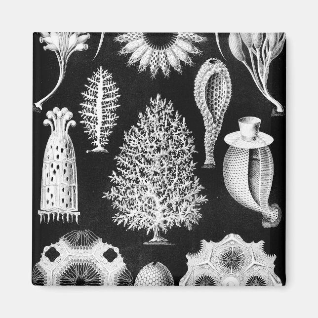 Imã Creme de Esponja do Mar Negro (Frente)