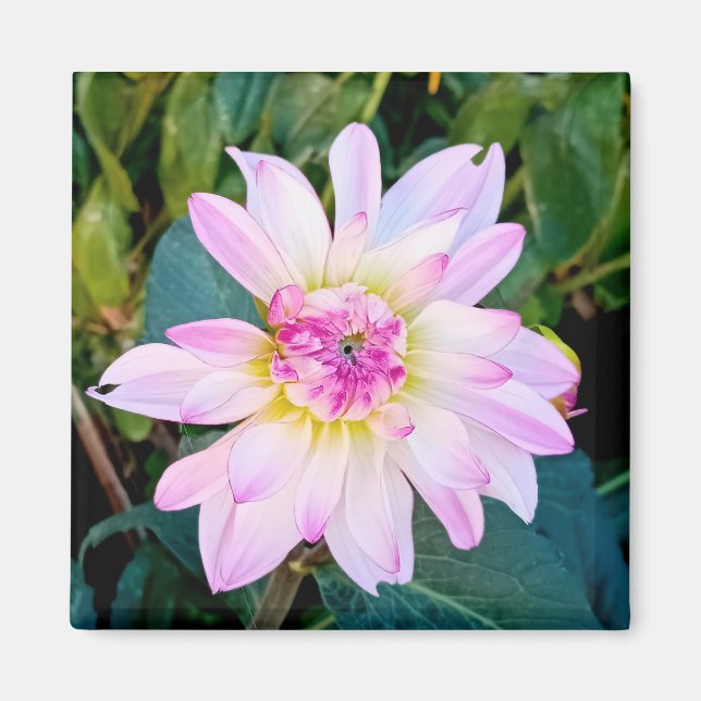 Imã Creme e flor rosa (Frente)