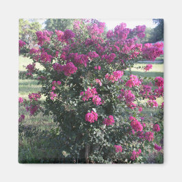 Imã Crepe Myrtle