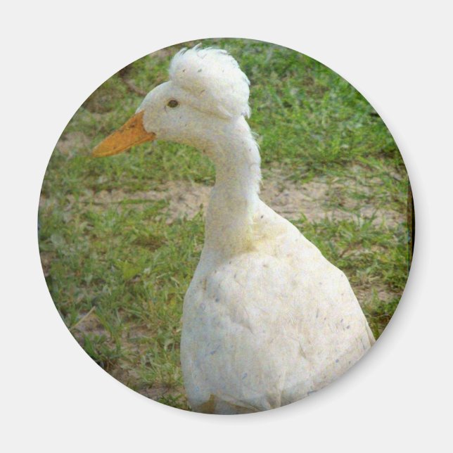 Imã Crestie (Frente)