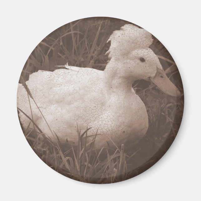 Imã Crestie, o Pato Deitado (Frente)