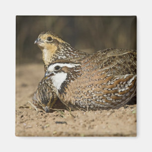 Imã crias de codorna Northern Bobwhite no lago para be