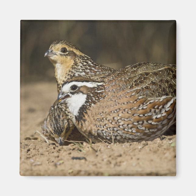 Imã crias de codorna Northern Bobwhite no lago para be (Frente)