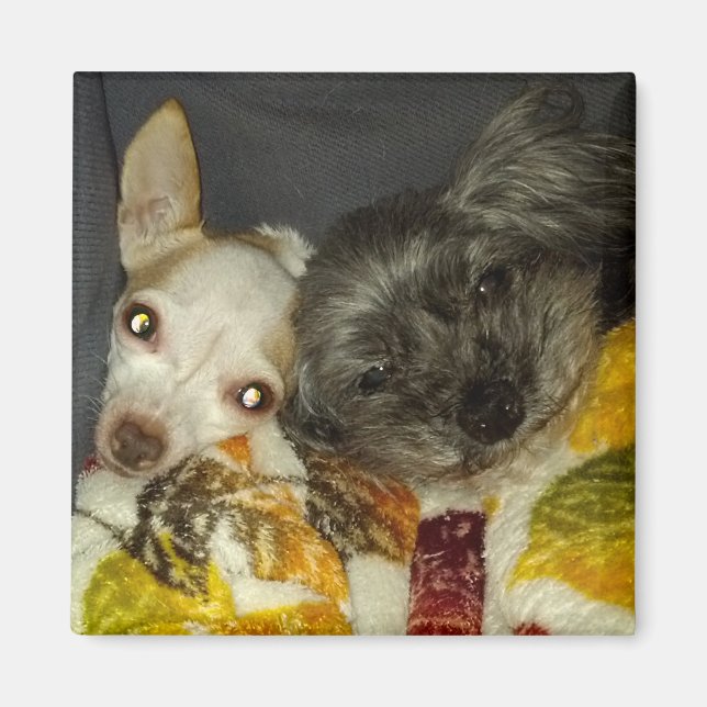 Imã Cricket e Maybelline Magnets (Frente)