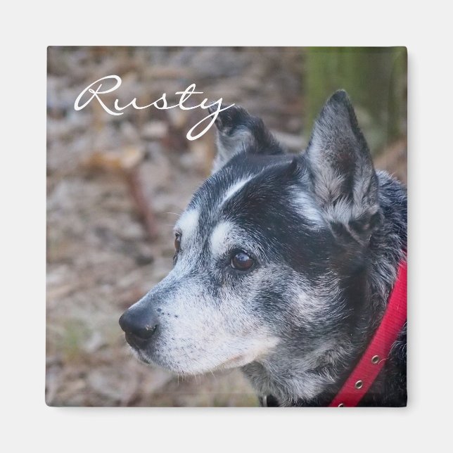 Imã Crie seu próprio íman de estimação (Frente)