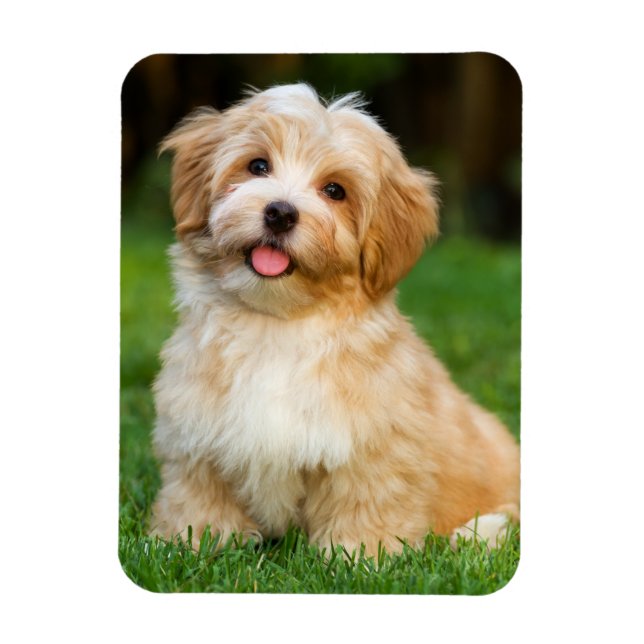 Ímã Crie sua própria foto de cachorro de estimação per (Vertical)