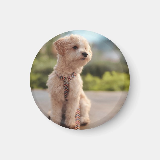 Imã Crie Sua Própria Foto Personalizada de Animal de E (Frente)