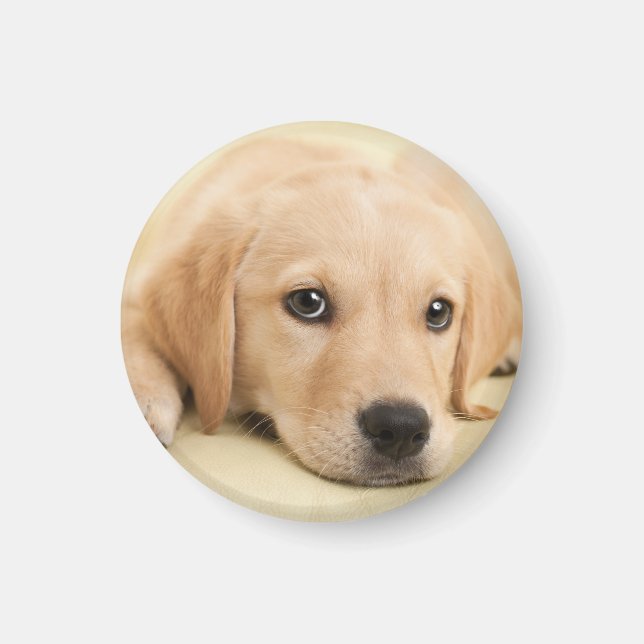 Imã Crie Sua Própria Foto Personalizada de Animal de E (Frente)