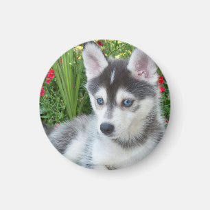 Imã Crie Sua Própria Foto Personalizada de Animal de E