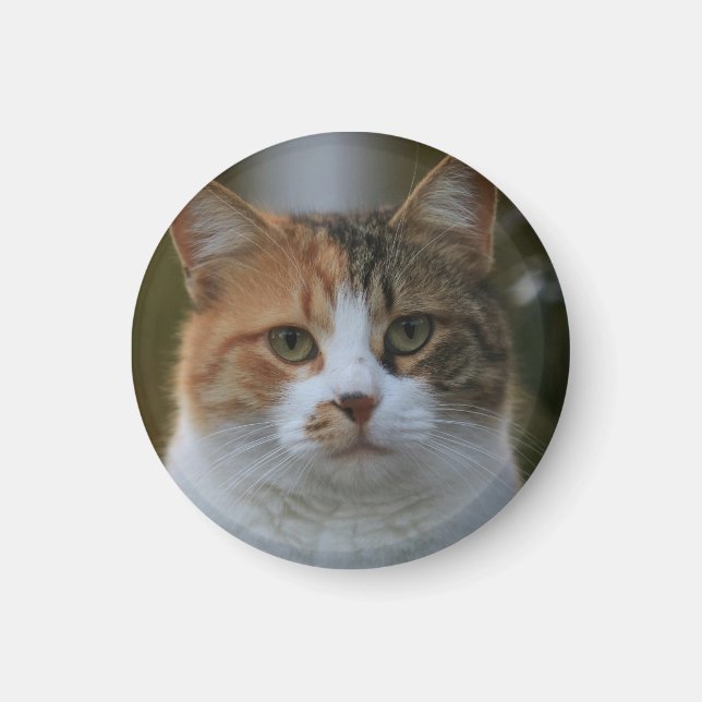 Imã Crie Sua Própria Foto Personalizada de Gato de Est (Frente)