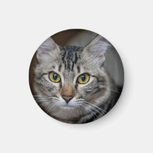 Imã Crie Sua Própria Foto Personalizada de Gato de Est