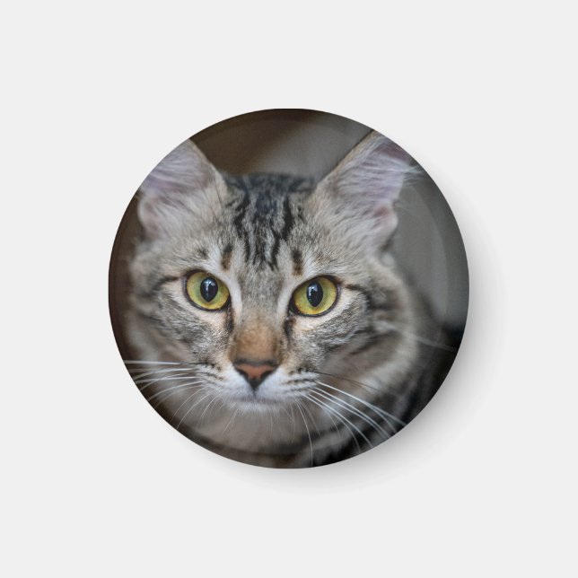 Imã Crie Sua Própria Foto Personalizada de Gato de Est (Frente)