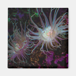 Imã Crimson Anemone