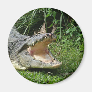 Imã Crocodilo