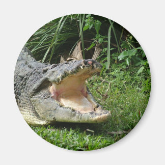 Imã Crocodilo