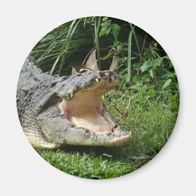 Imã Crocodilo (Frente)